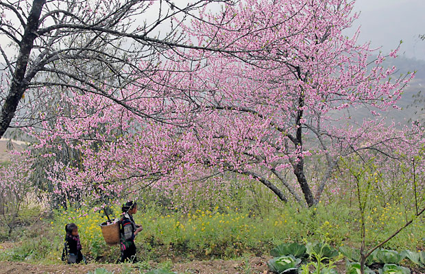 tour du lich sapa